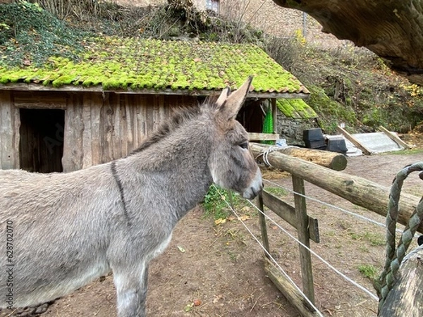 Fototapeta Donkey 