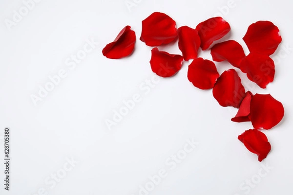 Fototapeta Beautiful red rose petals on white background, top view