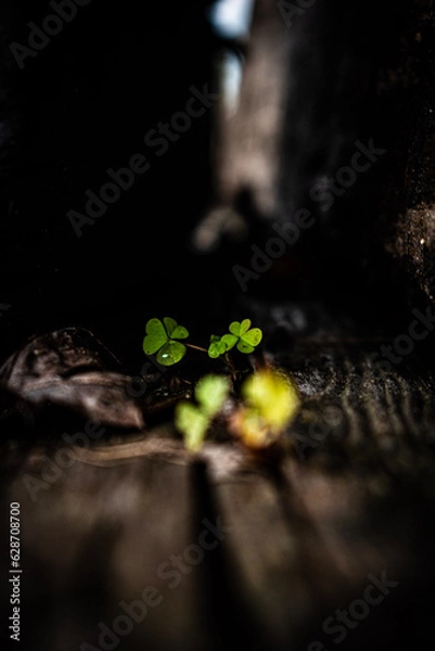 Fototapeta st patrick day