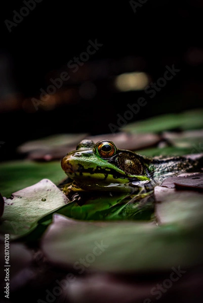 Fototapeta frog on a leaf