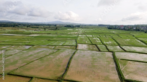 Fototapeta aerial shots  drone photography  aerial shots of rice fields in evening light  drone shots of rice fields  high angles of rural areas