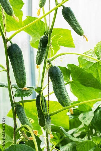 Fototapeta  Closeup of fresh green cucumber ripening in glasshouse.