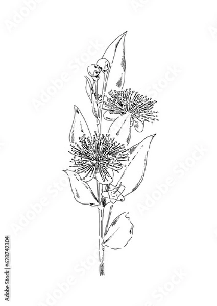Obraz Myrtle flower branch in a line sketch engraved style isolated