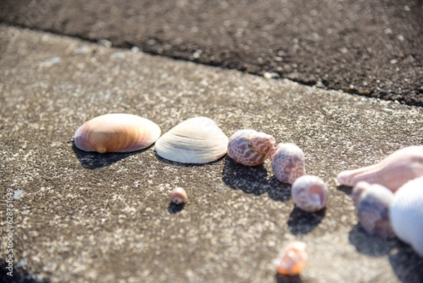 Obraz 夏イメージ-貝殻-