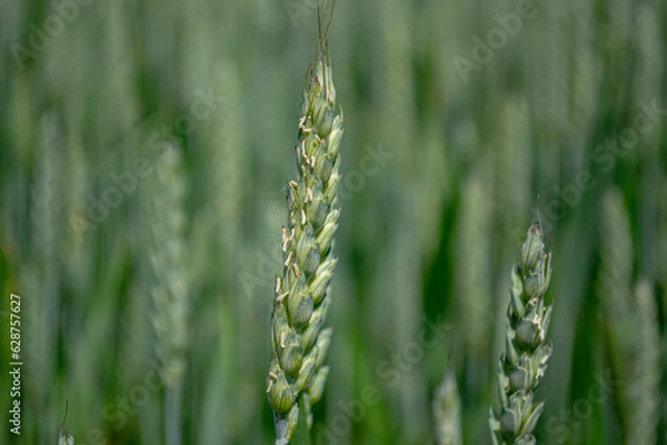 Fototapeta Close-up of fresh ears of young green wheat in the field. Agricultural scene.