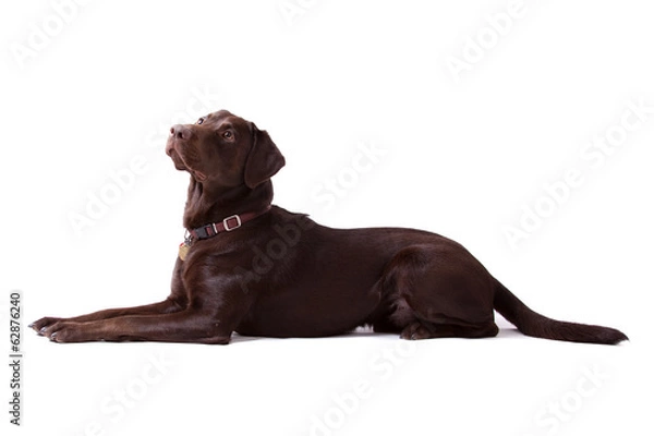 Obraz Chocolate Labrador Dog on white background