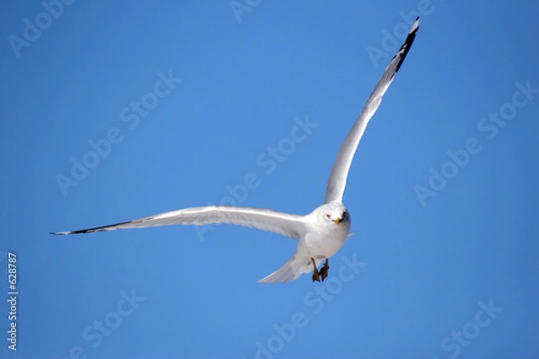 Obraz gull in flight