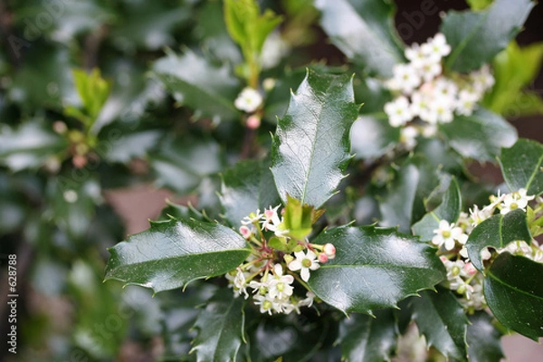 Obraz holly blossoms