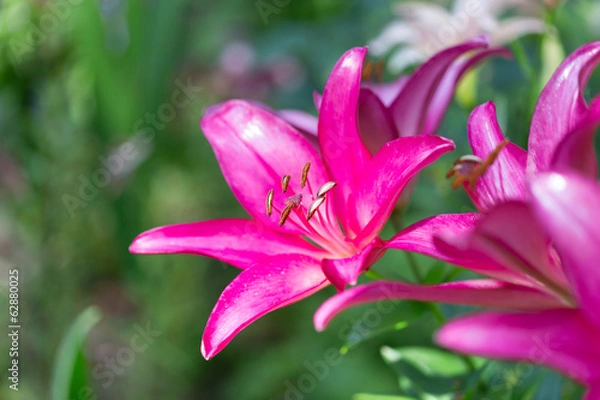 Obraz Lily flower
