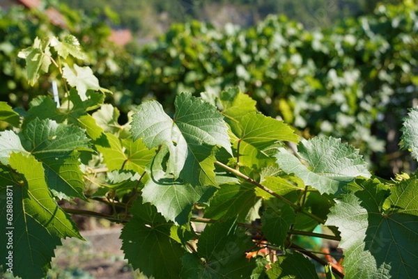 Fototapeta Leaves of muscat grapes in vineyard on a sunny day