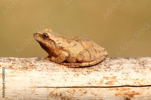 Obraz Spring Peeper (Pseudacris crucifer)