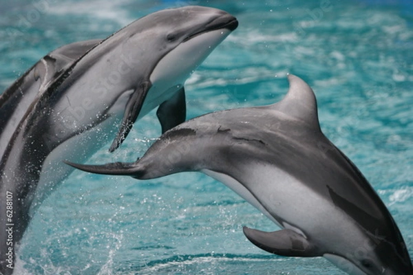 Fototapeta JUMPING DOLPHINS