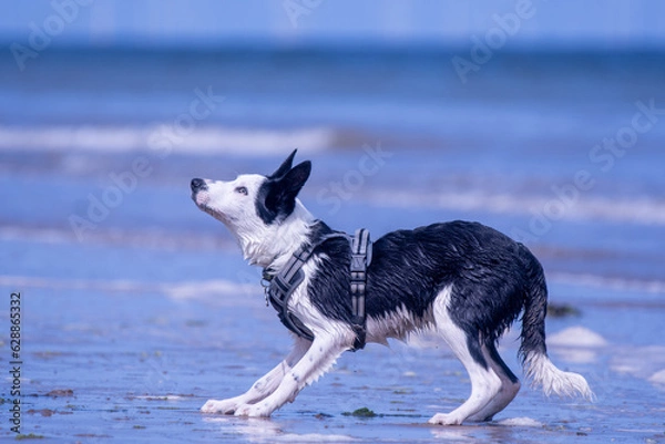 Obraz A Border Collie puppy playing at the beach