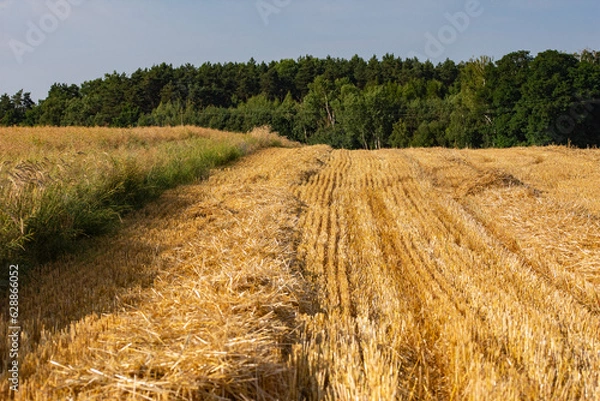 Fototapeta Corn in the field on a sunny day just before harvest. Summer.