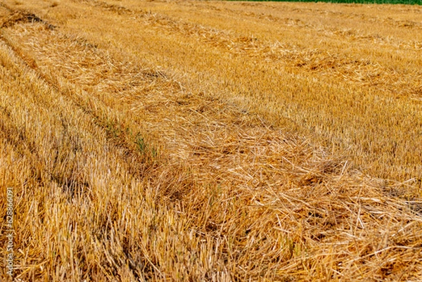 Fototapeta Corn in the field on a sunny day just before harvest. Summer.