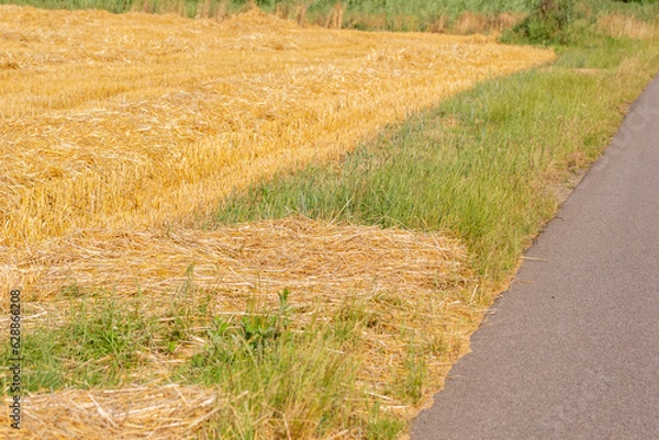 Fototapeta Corn in the field on a sunny day just before harvest. Summer.