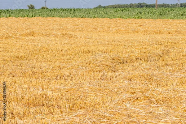 Fototapeta Corn in the field on a sunny day just before harvest. Summer.