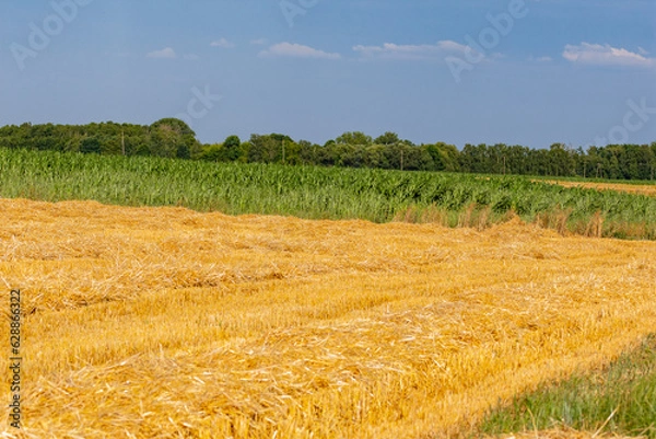 Fototapeta Corn in the field on a sunny day just before harvest. Summer.