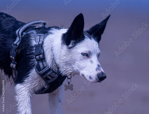 Obraz A Border Collie puppy playing at the beach