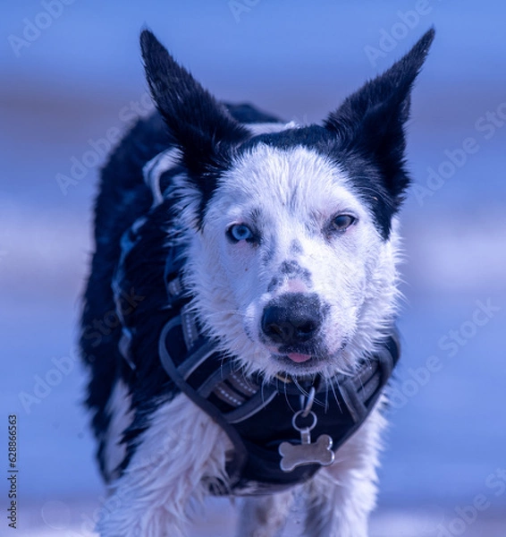 Obraz A Border Collie puppy playing at the beach