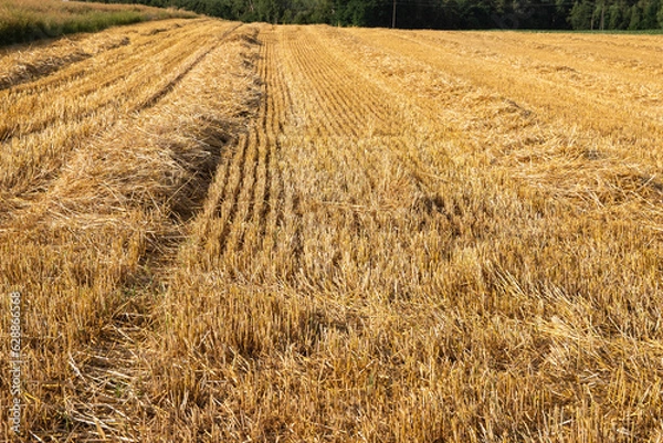 Fototapeta Corn in the field on a sunny day just before harvest. Summer.