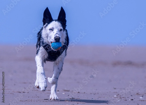 Obraz A Border Collie puppy playing at the beach
