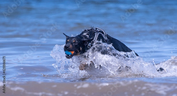 Obraz Welsh Border Collie playing on the beach