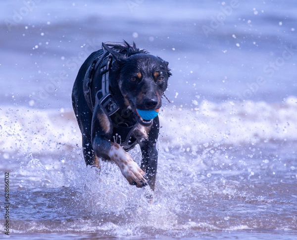 Obraz Welsh Border Collie playing on the beach