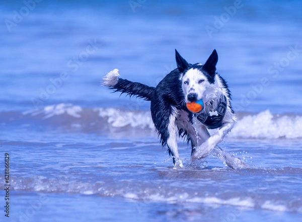 Obraz A Border Collie puppy playing at the beach