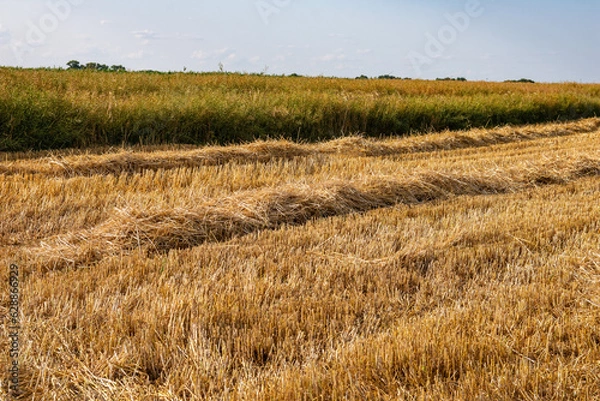 Fototapeta Corn in the field on a sunny day just before harvest. Summer.