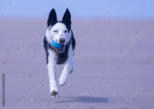 Obraz A Border Collie puppy playing at the beach