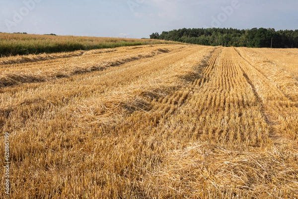 Fototapeta Corn in the field on a sunny day just before harvest. Summer.