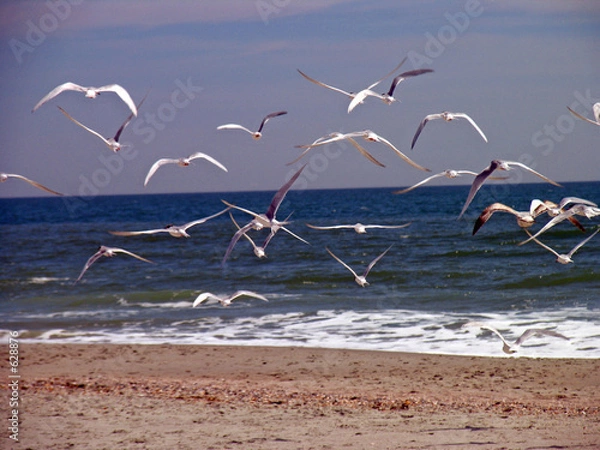 Obraz seagulls in flight