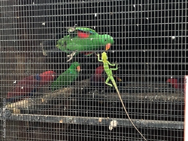Fototapeta Parrot looking at lizard