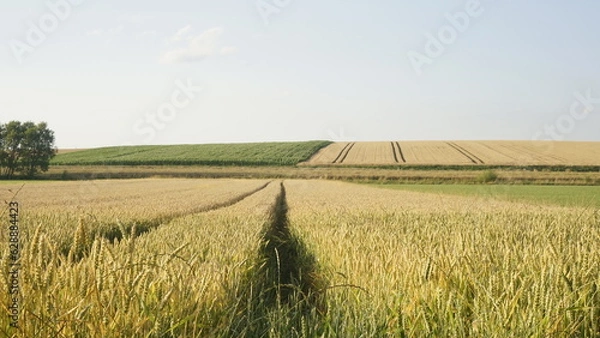 Fototapeta Weizenfeld
