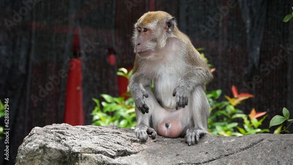 Obraz batu caves monkey