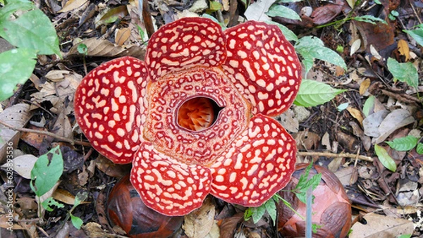 Obraz rafflesia flower