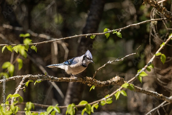 Fototapeta blue jay on a branch
