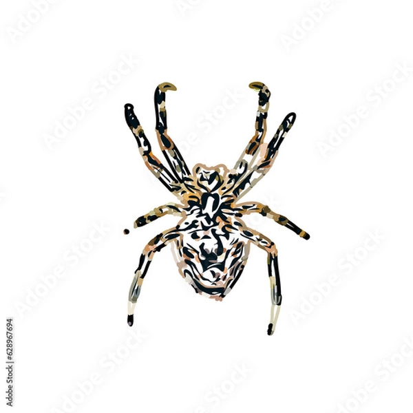 Fototapeta Color sketch of spider with transparent background