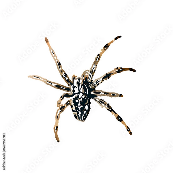 Obraz Color sketch of spider with transparent background