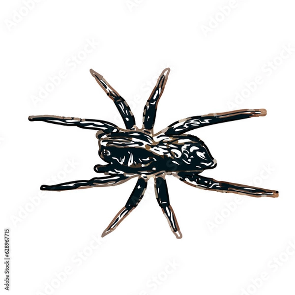 Obraz Color sketch of spider with transparent background