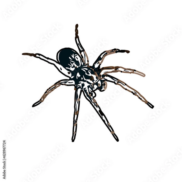 Obraz Color sketch of spider with transparent background