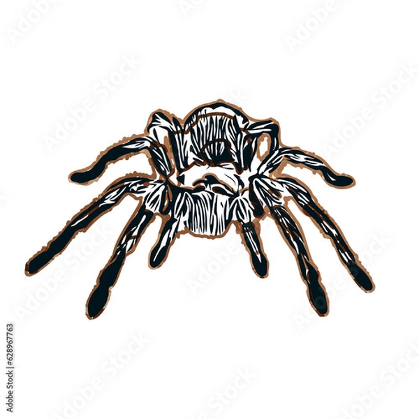 Obraz Color sketch of spider with transparent background