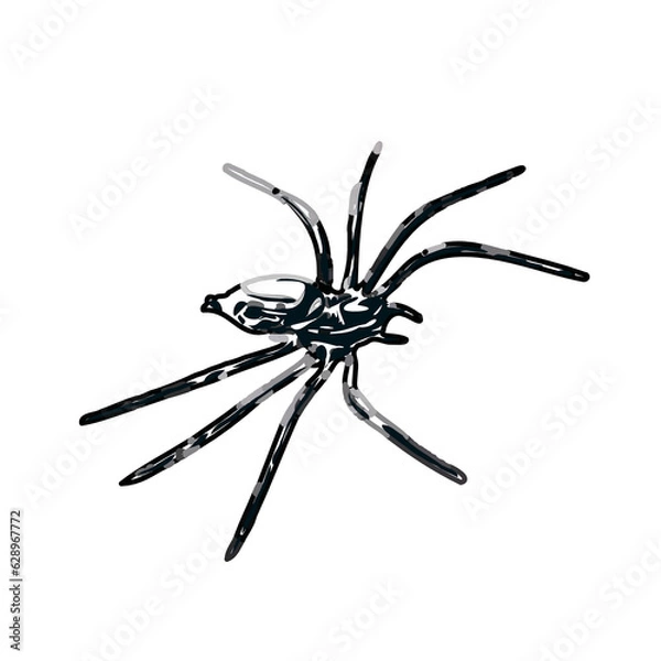 Obraz Color sketch of spider with transparent background