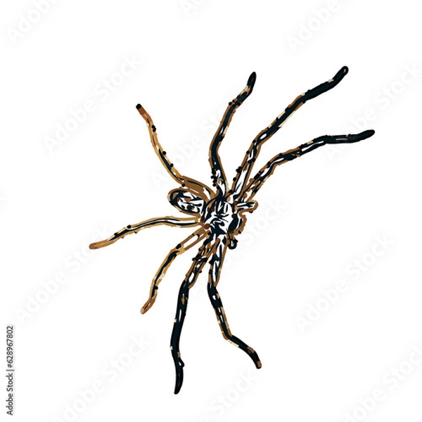 Obraz Color sketch of spider with transparent background