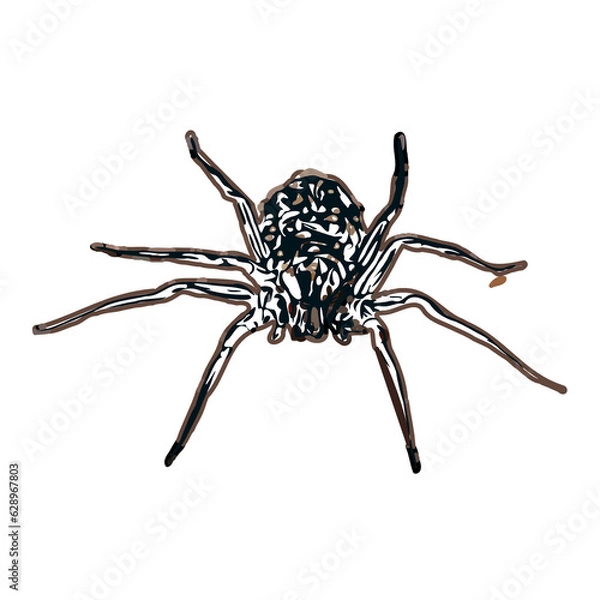 Obraz Color sketch of spider with transparent background