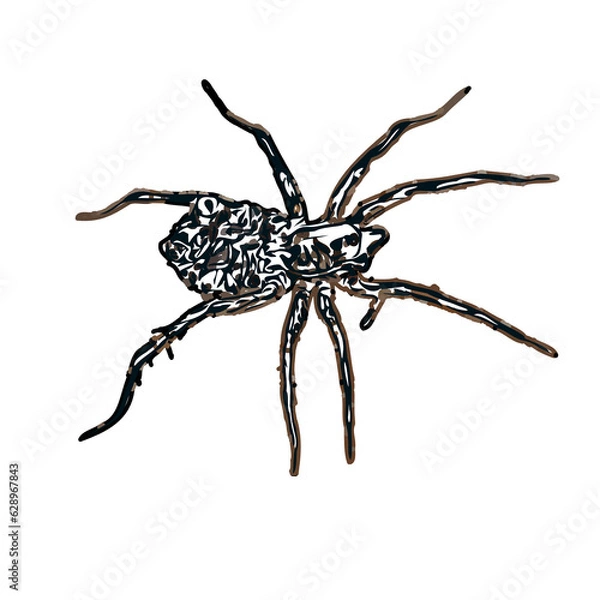 Obraz Color sketch of spider with transparent background