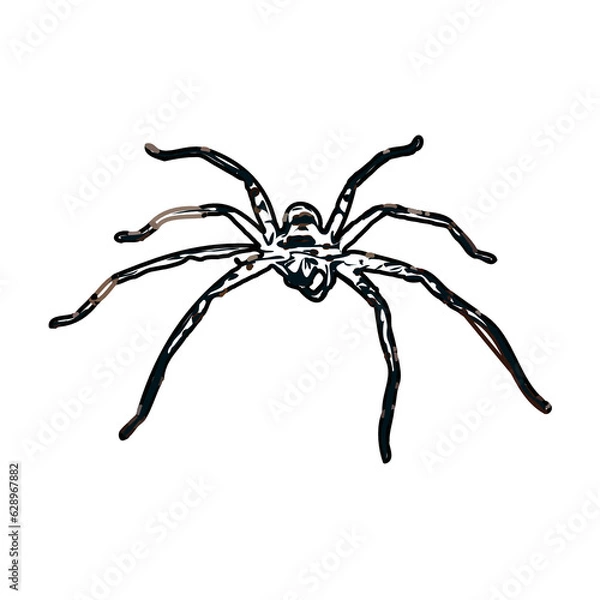 Obraz Color sketch of spider with transparent background