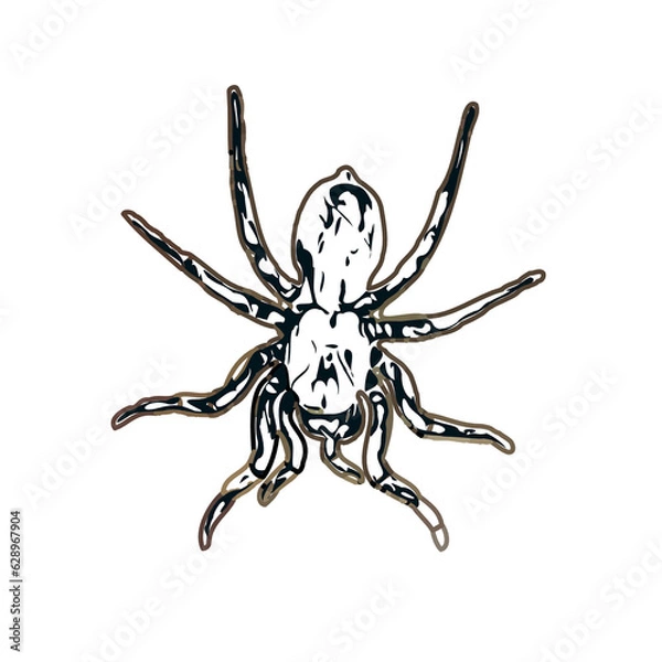 Obraz Color sketch of spider with transparent background