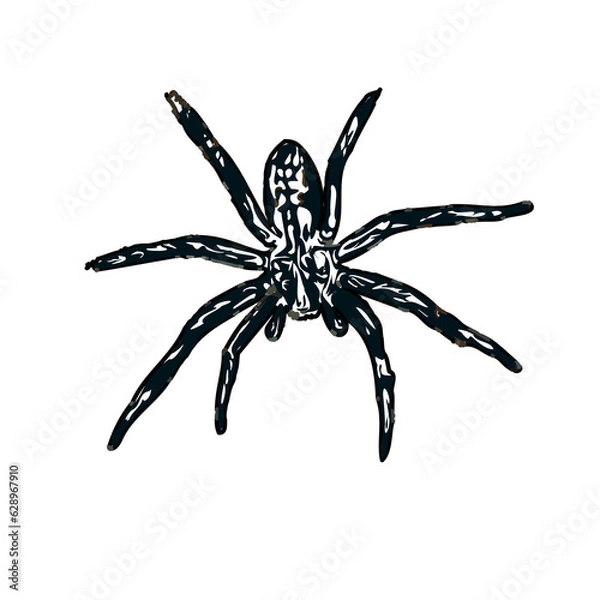 Obraz Color sketch of spider with transparent background